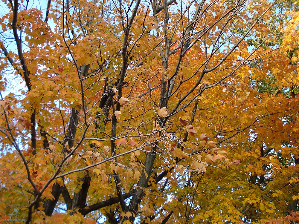 DSC05770