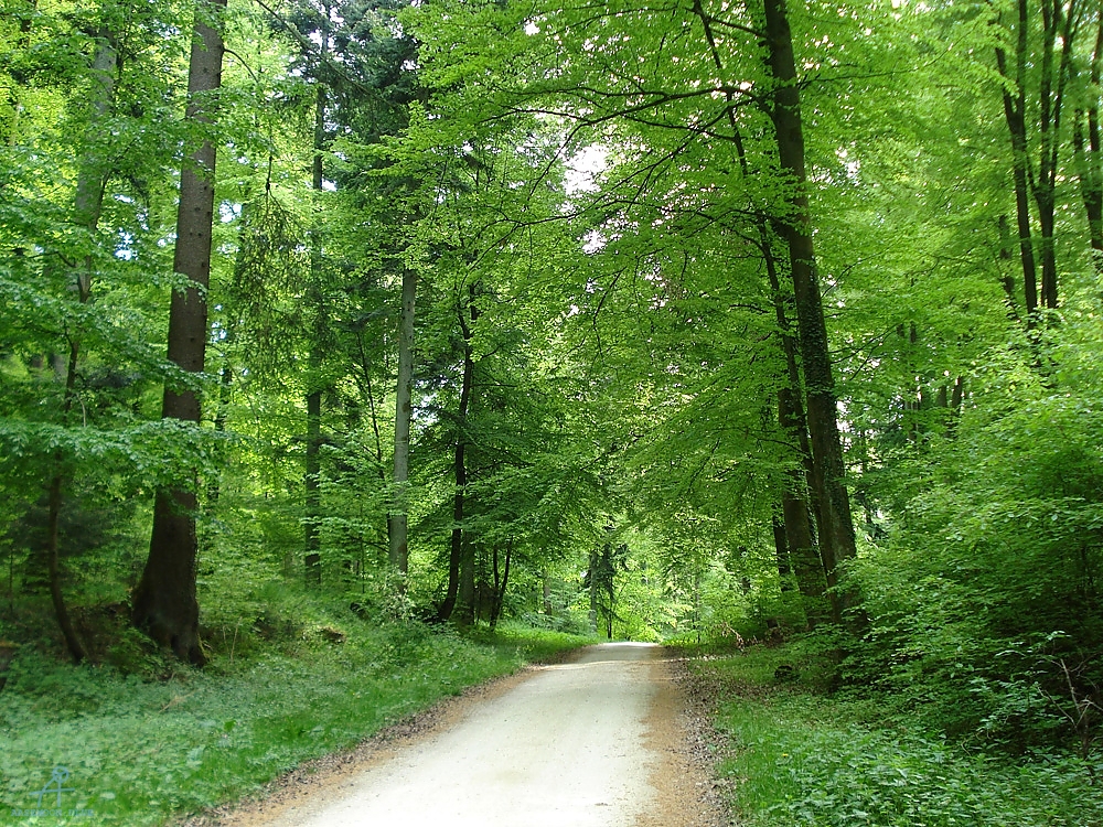 DSC07085