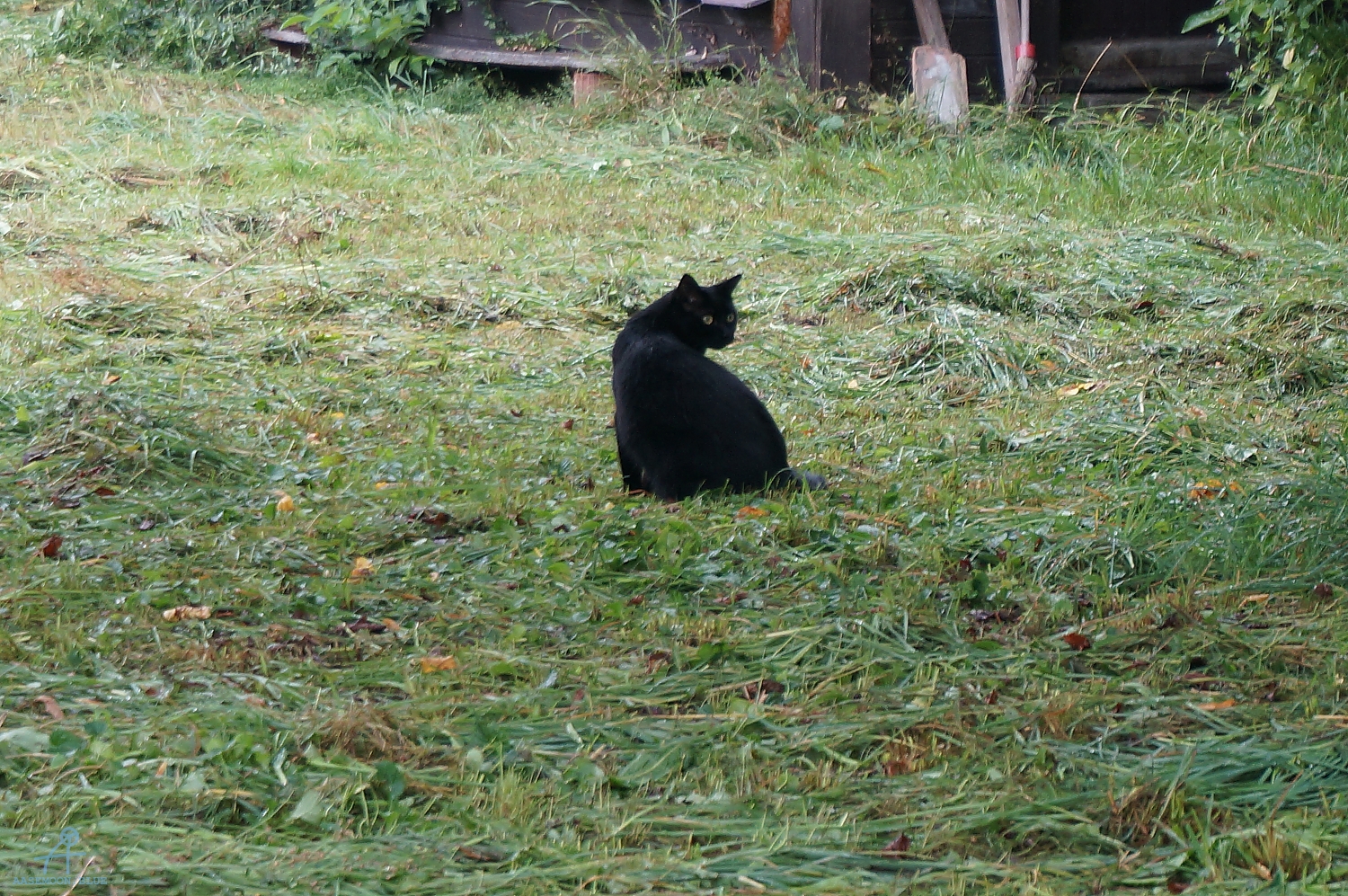 DSC00712