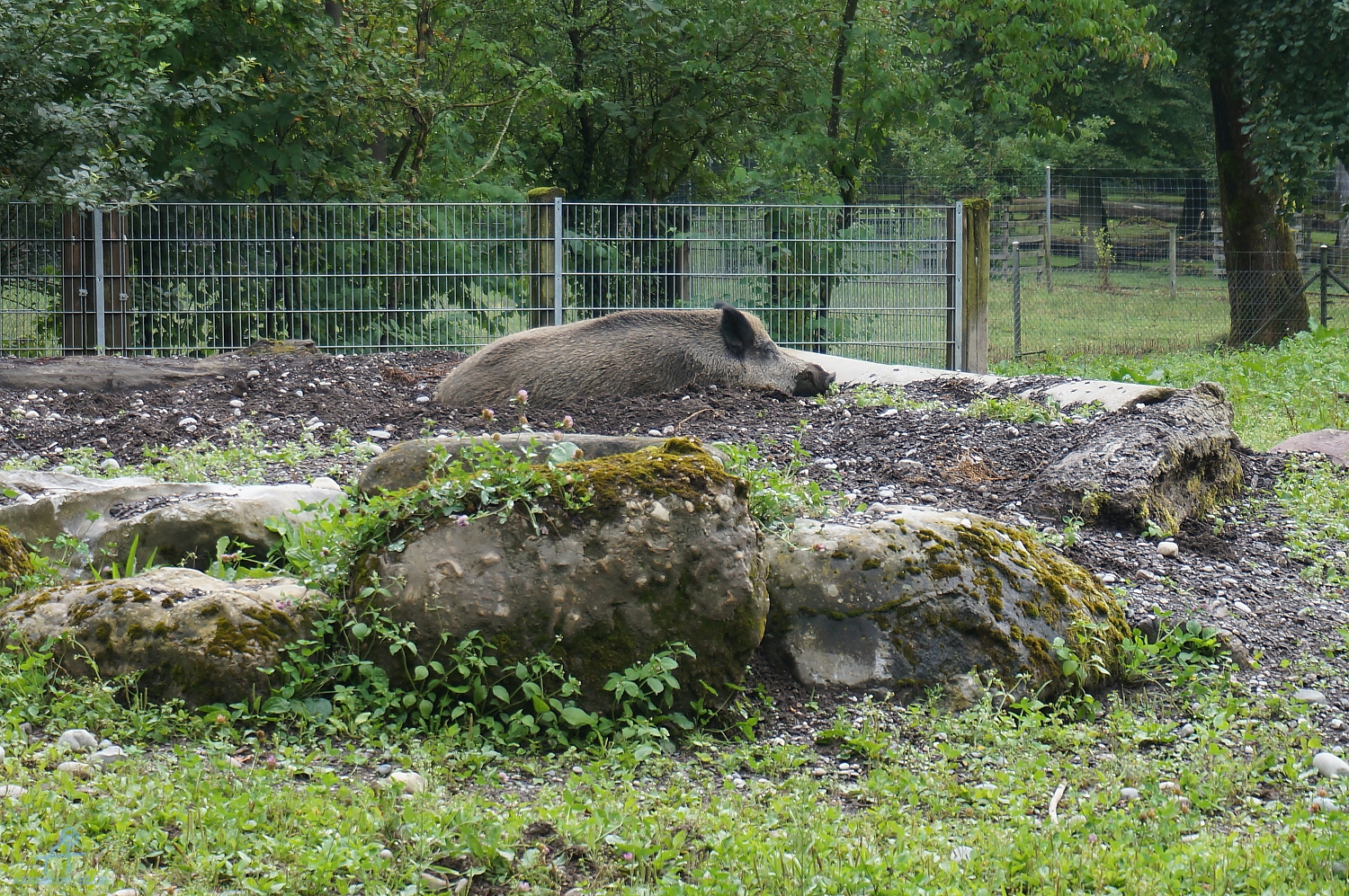 DSC00768