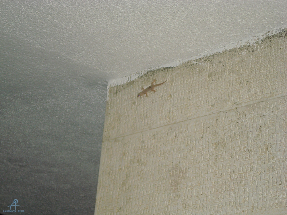 DSC04477