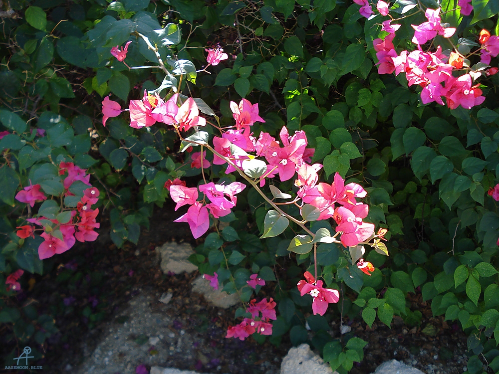 DSC04269