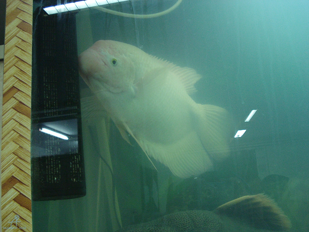 DSC03041