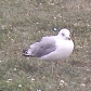 MLNA0033