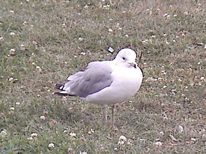 MLNA0033