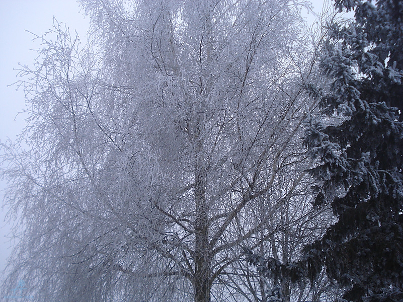 DSC00535