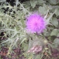 MLNA0024