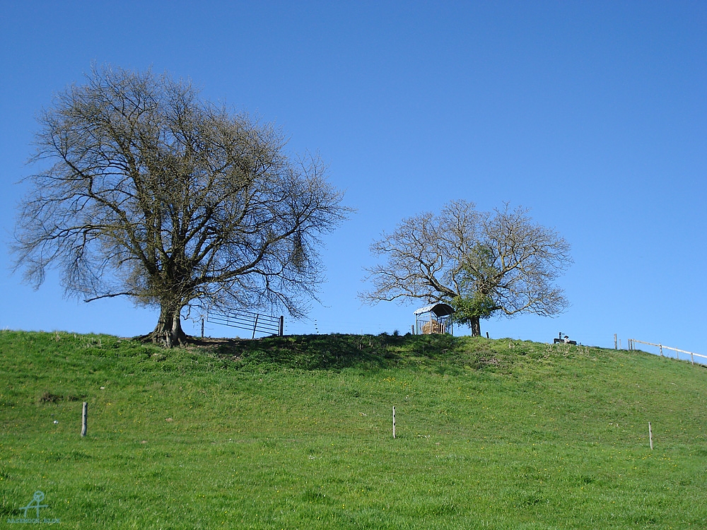 DSC06854
