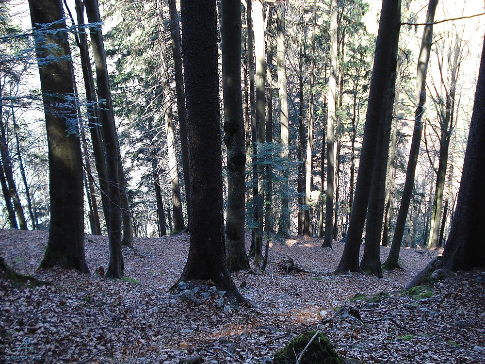 DSC06973