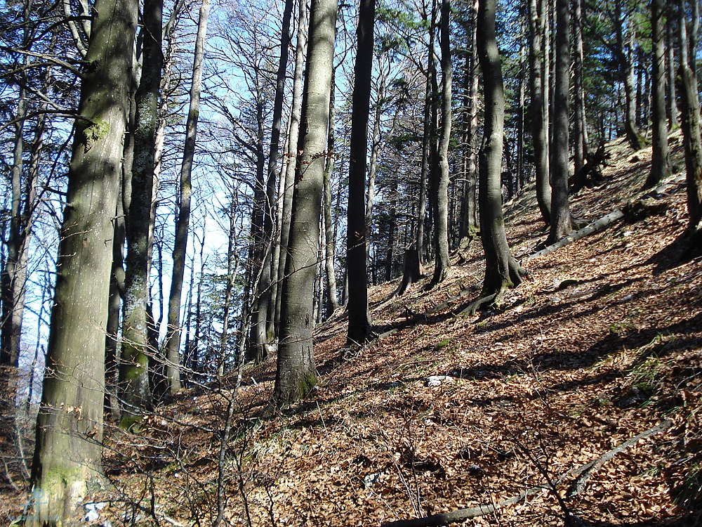 DSC07000