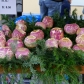 DSC00519
