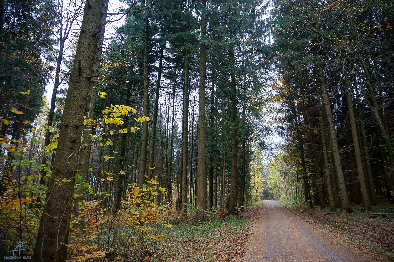 DSC03019