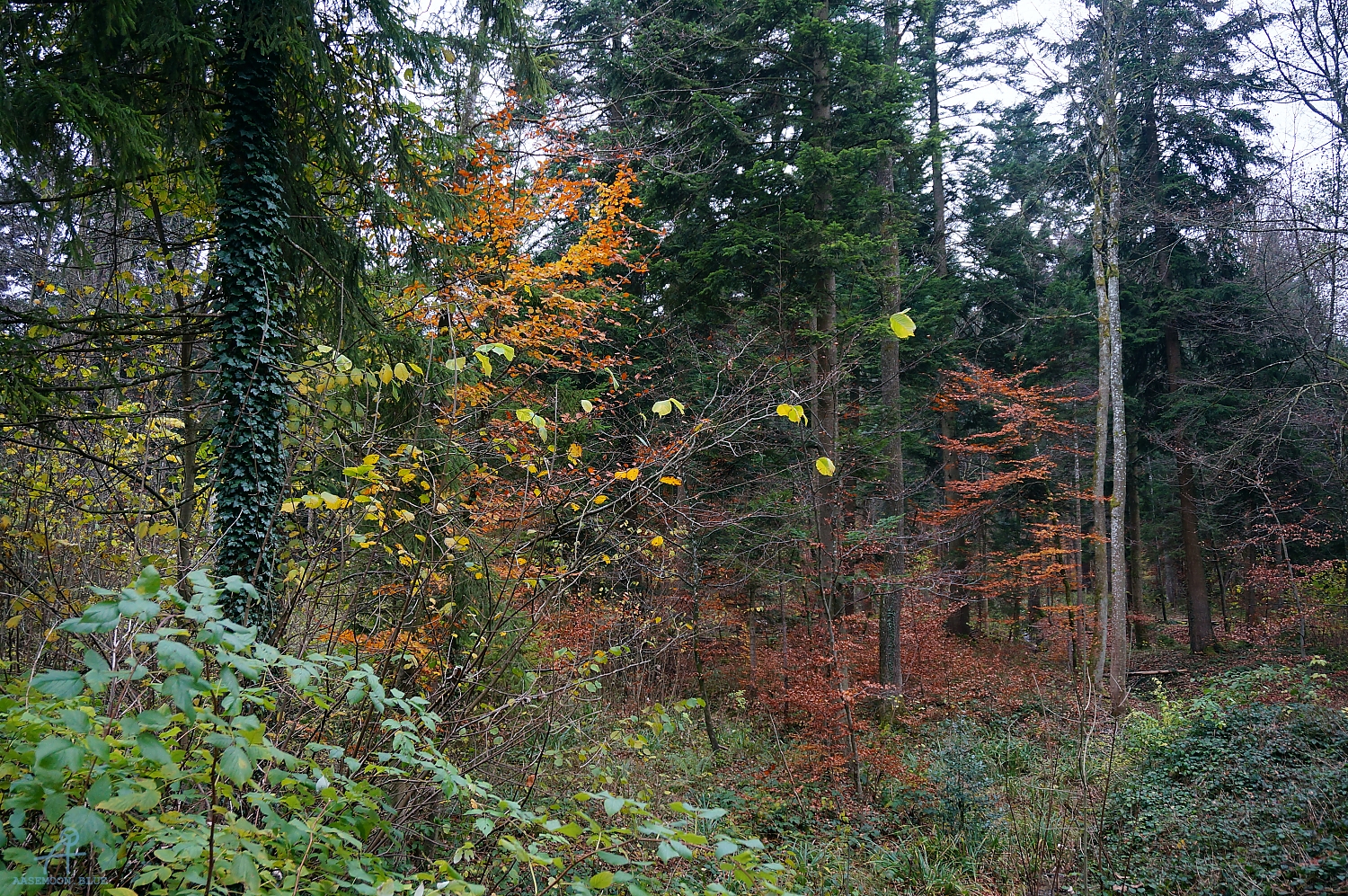 DSC03033