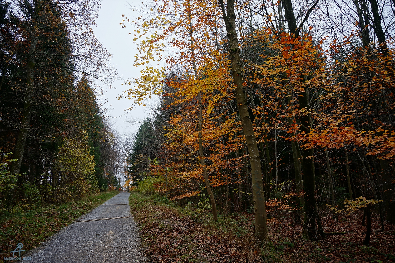 DSC03037